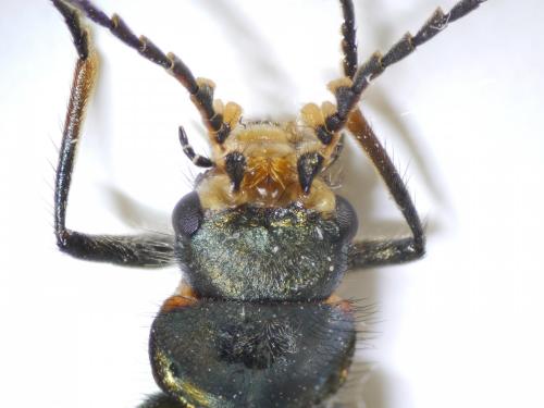 Malachius bipustulatus